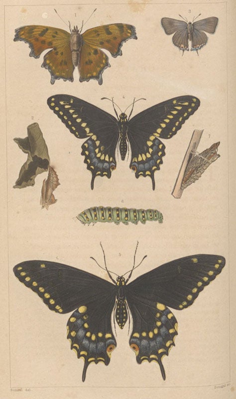 Butterflies, hand-colored engraving in A Treatise on Some of the Insects Injurious to Vegetation, by Thaddeus William Harris, plate 4, 1862 (Linda Hall Library)