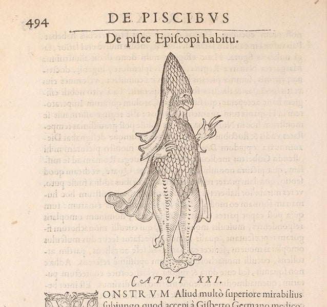 Bishopfish, woodcut, Libri de piscibus marinis, by Guillaume Rondelet, vol. 1, p. 494, 1554-55 (The Linda Hall)