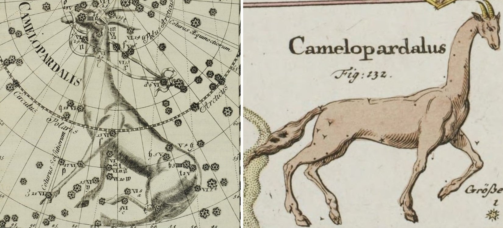 L: Camelopardalis by Thomas. Image source: Thomas, Corbinianus. Mercurii philosophici firmamentum firmianum. Frankfurt; Leipzig: [s.n.], 1730.

R: Camelopardalus by Rost. Image source: Rost, Johann Leonhard. Atlas portatilis coelestis. Nuremberg, 1723, pl. 27.
