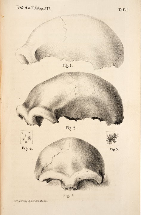 Neanderthal man skull cap. Image source: Fuhlrott, Carl. “Menschliche Ueberreste au seiner Felsengrotten des Düssekthals.” Verhandlungen des naturhistorischen Vereines der preussischen Rheinlande und Westphalens, vol. 16, 1859, pl. 1.