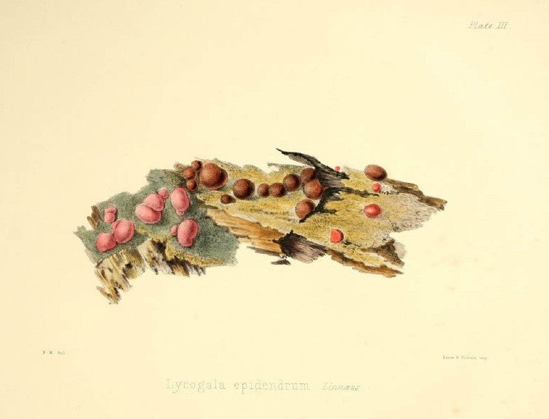 The lithograph of Agaricus pyxidatus shows one of the illustrations by Fanny Reed, Hussey’s sister. Image source: Hussey, Anna Maria. Illustrations of British Mycology. Vol. 2, London: Reeve, Benham and Reeve, 1847, pl. 3.