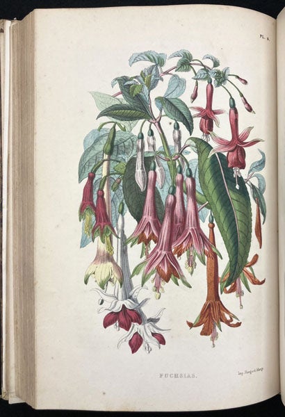 Fuchsia, colored woodcut?, Le muséum d'histoire naturelle, by Paul-Antoine Cap, part 2, plate 4, p. 75, 1854 (Linda Hall Library)