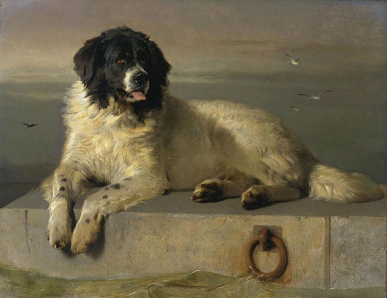A Distinguished Member of the Humane Society, by Edwin Landseer, oil on canvas, 1838, Tate Britain (Wikimedia commons)