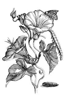 Der Raupen Wunderbare Verwandlung und Sonderbare Blumennahrung (The Wondrous Transformation of Caterpillars) was republished in 1683, and again in 1717 by her daughter Dorothea in a memorial edition. This reprint from the 1991 Dover Publications edition shows an uncolored copperplate engraving. Image source: Merian, Maria Sibylla. Flowers, Butterflies, and Insects: All 154 Engravings from “Erucarum Ortus.” Dover, 1991.