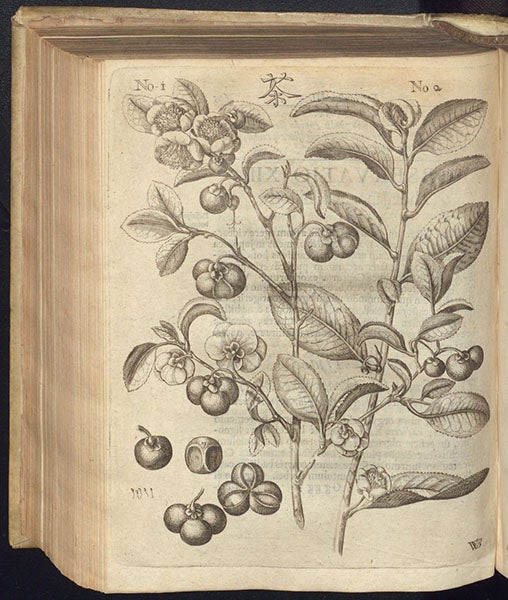 Tsjaa, tea plant, Japan, etching, Amoenitatem exoticarum, by Engelbert Kaempfer, p. 606, 1712 (The Linda Hall)