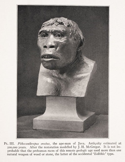 Pithecanthropus erectus restoration by J. H. McGregor. Image source: Osborn, Henry Fairfield. Men of the Old Stone Age. New York: Scribner’s, 1915, pl. 3.