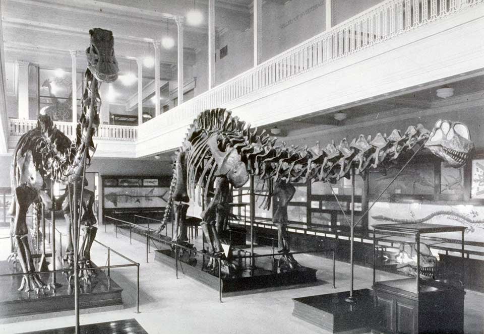 Apatosaurus and Carnegie Diplodocus mounts. This work was on display in the original exhibition as item 41, but is no longer part of our History of Science Collection. Image source: Gilmore, Charles W. "Osteology of Apatosaurus, with special reference to specimens in the Carnegie Museum," in: Memoirs of the Carnegie Museum, vol. 11, no. 4 (1936), pl. 35.