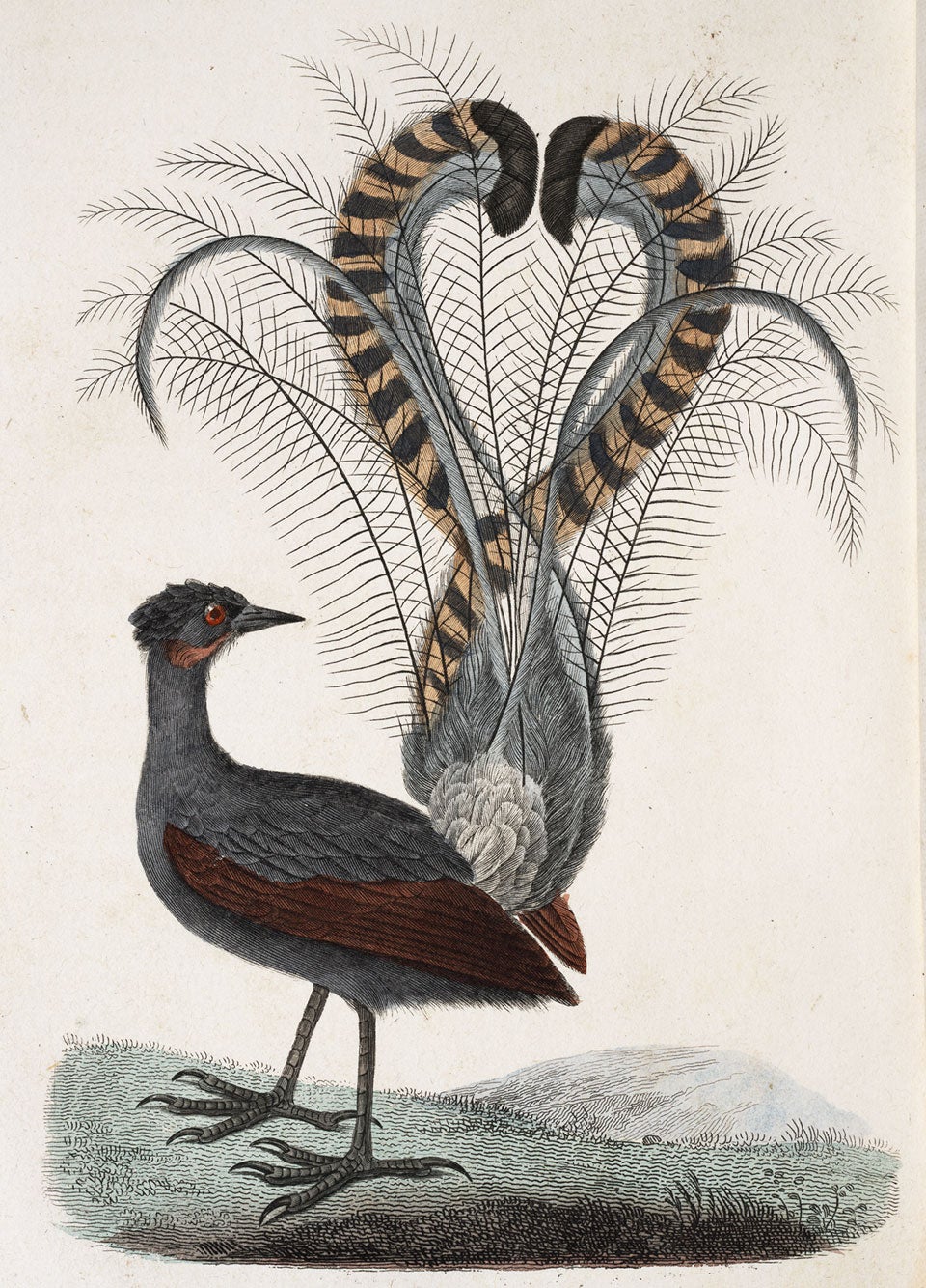 Lyrebird. Image source: Lesson, René Primevère. Voyage autour du monde, entrepris par ordre du gouvernement sur la corvette la Coquille. Vol. 2, Paris: P. Pourrat frères, 1839.