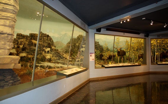 Dyche panorama in the Natural History Museum, University of Kansas, Lawrence, modern photo (University of Kansas Biodiversity Institute)