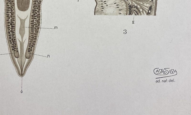 Signature of Manuel de Castro Silva, detail of image just above, painting by Manuel de Castro Silva, Memorias do Instituto Oswaldo Cruz, vol. 1, plate 5, 1909 (Linda Hall Library)