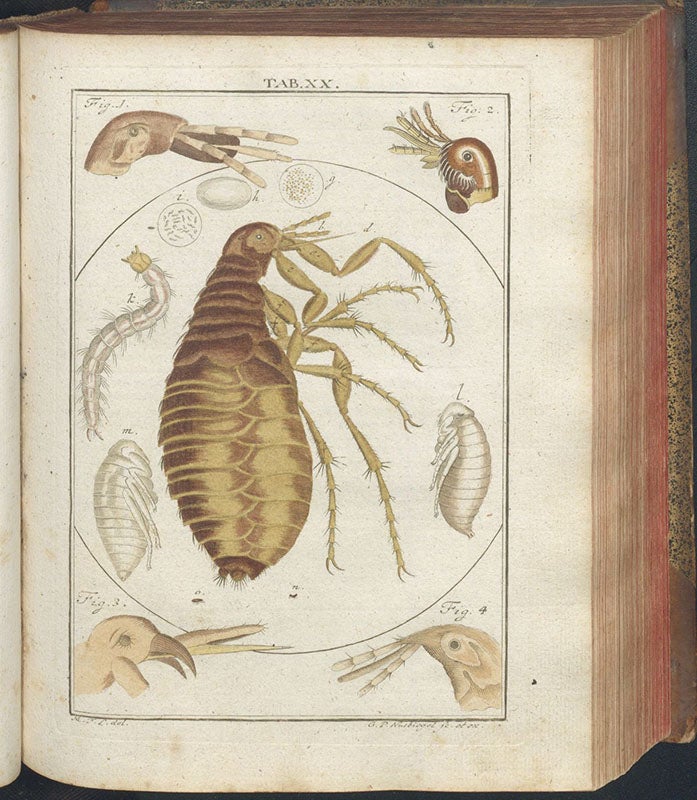 Fleas, hand-colored engraving, Mikroskopische Gemüths- und Augen-Ergötzung, by Martin Frobenius Ledermüller, plate 20, 1761 (The Linda Hall)