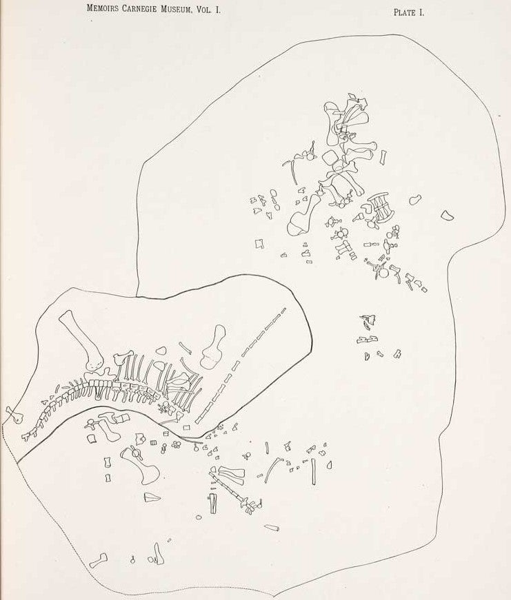 Complete diagram of Quarry C. This work was on display in the original exhibition as item 22. Image source: Hatcher, John Bell. "Diplodocus (Marsh): Its osteology, taxonomy, and probable habits, with a restoration of the skeleton," in: Memoirs of the Carnegie Museum, vol. 1 (1901), pl. 1.