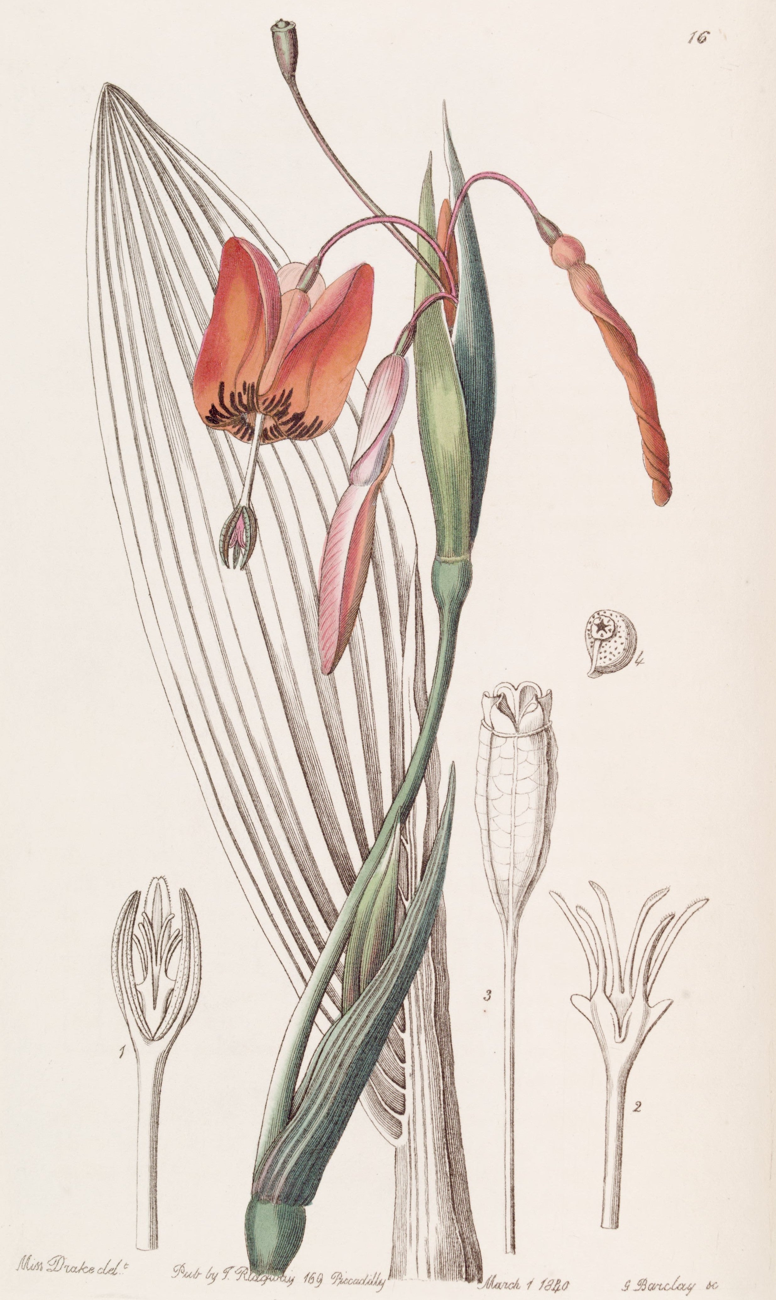 Rigidella flammea, Flame coloured Stiff-stalk. Copperplate engraving. Image source: Edwards, Sydenham, and John Lindley. Edwards’s Botanical Register. Vol. 26, 1840, pl. 16.