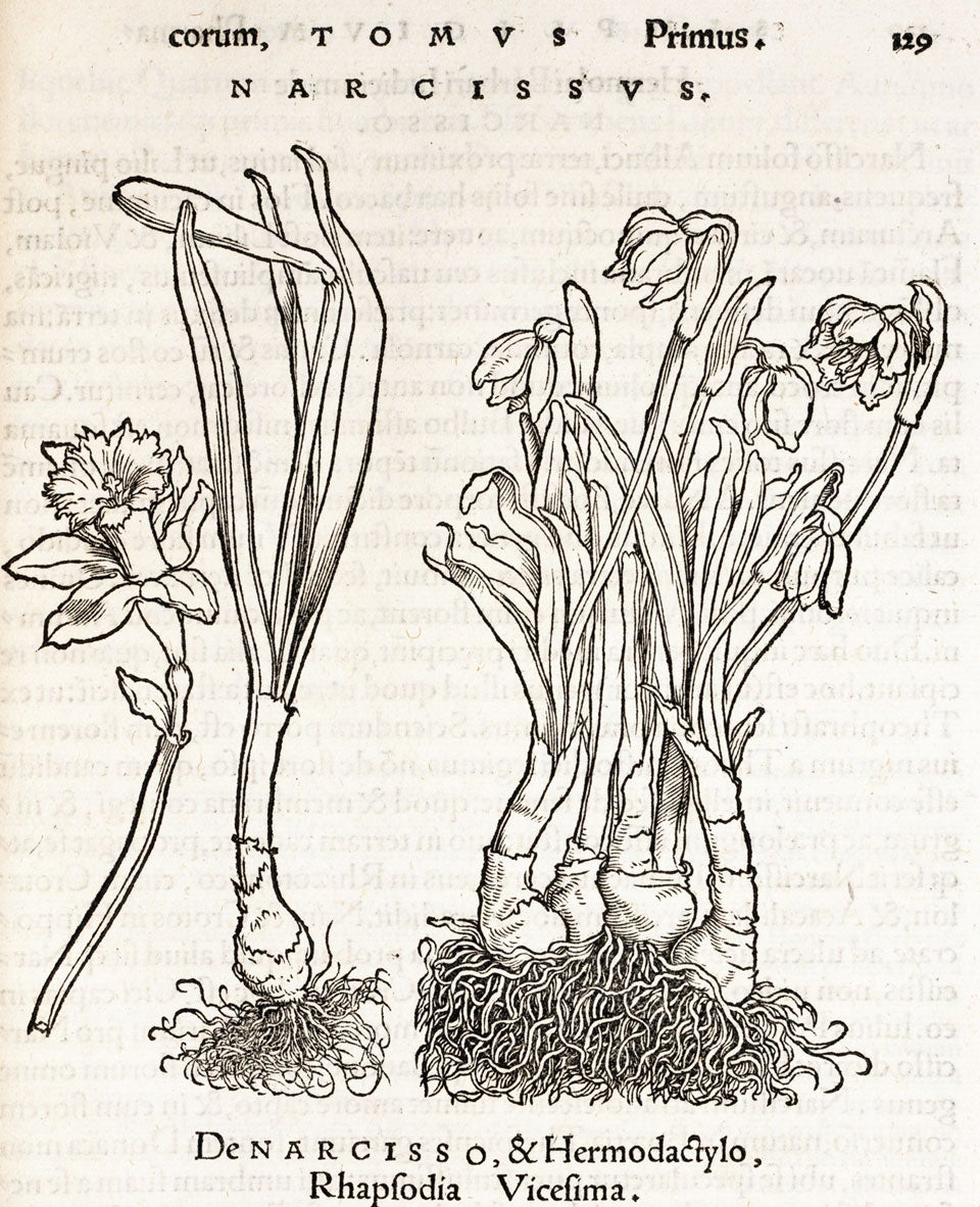 Narcissus. Image source: Brunfels, Otto. Herbarvm vivae eicones ad nature imitationem. Argentorati: apud Ioannem Schottü, 1530, p. 129.