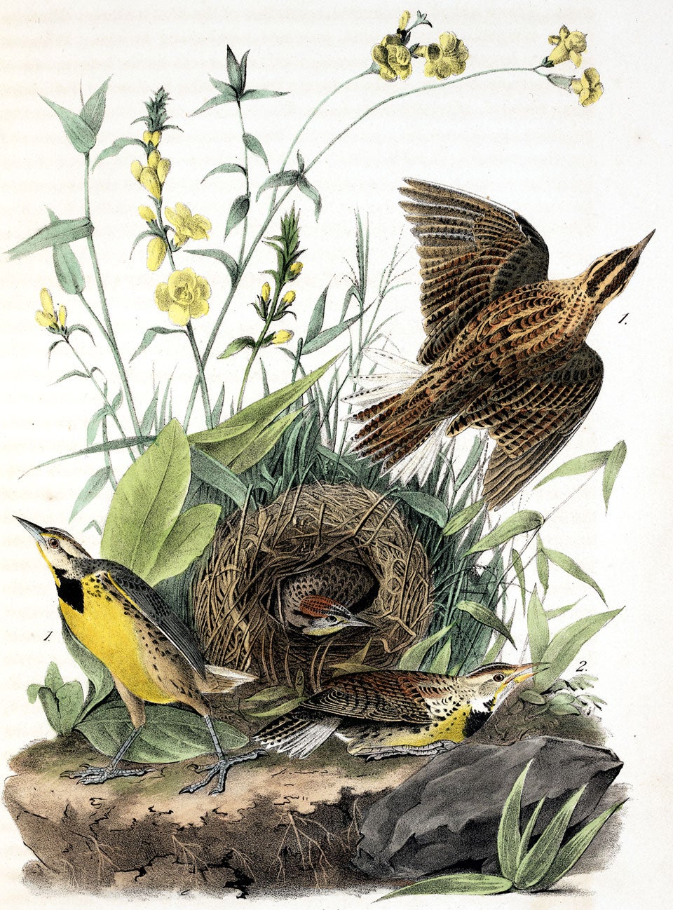 Meadowlarks. Image source: Audubon, John James. The Birds of America. Vol. 4, New York: J.J. Audubon, 1840, pl. 223.
