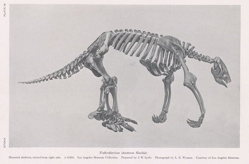 Skeletal restoration of Nothrotherium shastense, photograph of a drawing?, in Cenozoic Gravigrade Edentates of Western North America, by Chester Stock, plate 16 at end, 1925 (Linda Hall Library)