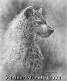 Young Spotted Hyena in pencil and carbon dust. Image source: Field Museum, 2004. 