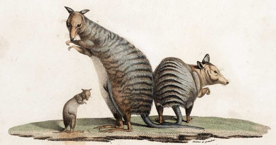 Banded Hare-Wallaby. Image source: Péron, François. Voyage de découvertes aux terres Australes, exécuté par ordre de Sa Majesté l’empereur et roi, sur les corvettes le Géographe, le Naturaliste, et la goëlette le Casuarina, pendent les années 1800, 1801, 1802, 1803 et 1804. Atlas, vol. 1, Paris: De l’Imprimerie impériale, 1807, pl. 27.