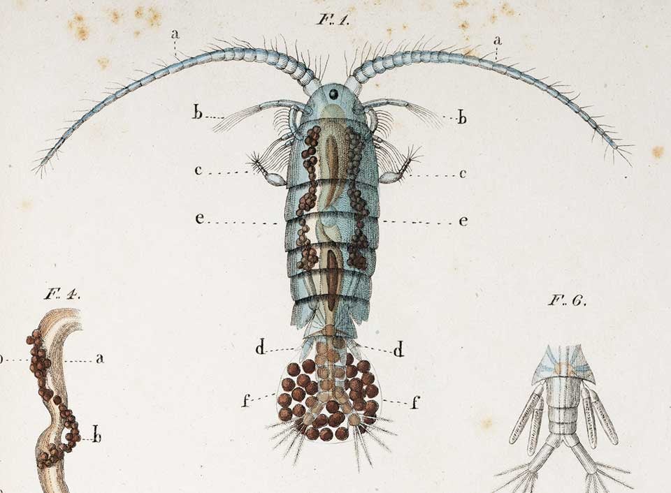 Beaver copepod (so called because of the shape of its egg sac). Image source: Jurine, Louis. Histoire des monocles qui se trouvent aux environs de Genève. Genève: J.J.Paschoud; Paris: Męme maison e Commerce, 1820, pl. 4.