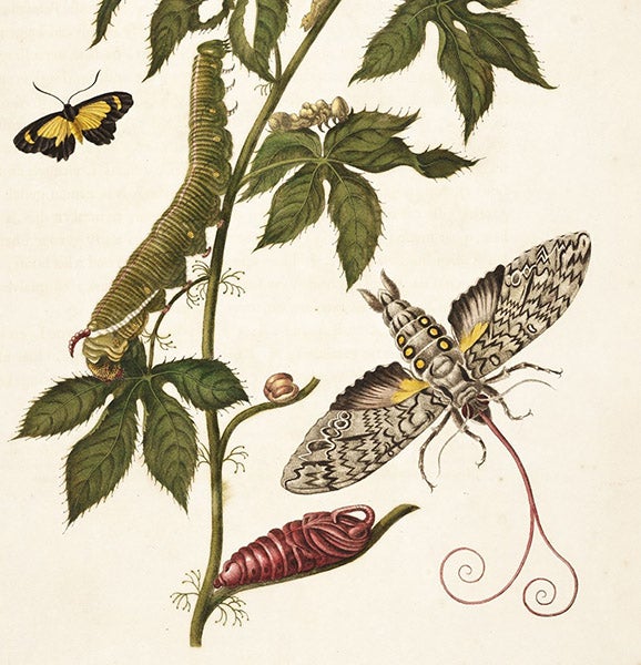 Detail of third image, Cyllopoda moth and chrysalis, Metamorphosis insectorum surinamensium, by Maria Merian, plate 38, 1705 (Linda Hall Library)