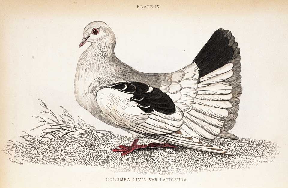 Fantail pigeon. Image source: Selby, Prideaux John. The Natural History of Pigeons. Edinburgh: W.H. Lizars...; S. Highley..., London; and W. Curry jun. and Co. Dublin., 1835, pl. 13.