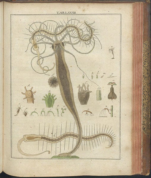 Hydra, hand-colored engraving, Mikroskopische Gemüths- und Augen-Ergötzung, by Martin Frobenius Ledermüller, plate 82, 1761 (The Linda Hall)
