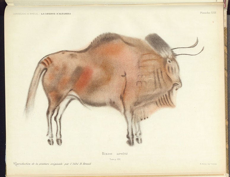Standing bison, photoprint of a drawing by Henri Breuil, La caverne d'Altamira a Santillane, by Émile Cartailhac and abbé Henri Breuil, plate XXII, 1906 (The Linda Hall)