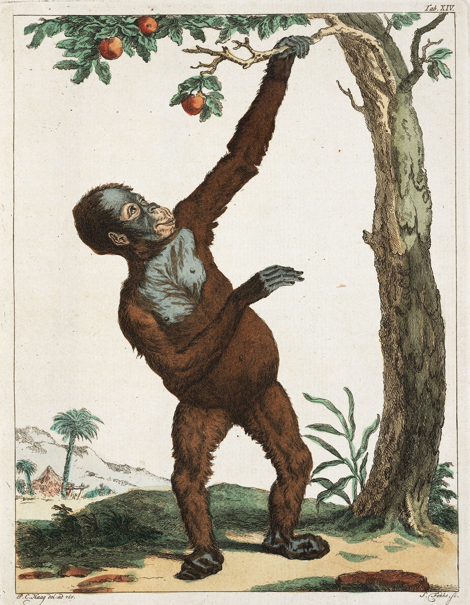 Orangutan. Image source: Vosmaer, Arnout. Description d’un receuil exquis d’animaux rares. Amsterdam: Chez J. B. Elwe, 1804, pl. 14.