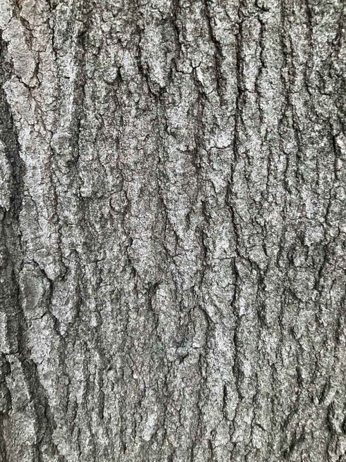 Bottom Oak bark
