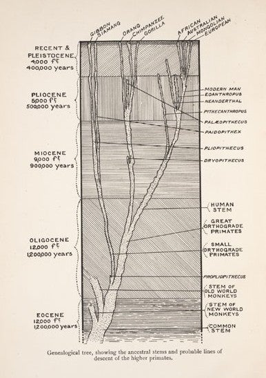 Frontispiece. Image source: Keith, Arthur. The Antiquity of Man. Philadelphia: J. B. Lippincott; London: Williams & Norgate, [1915].
Courtesy of William B. Ashworth.
