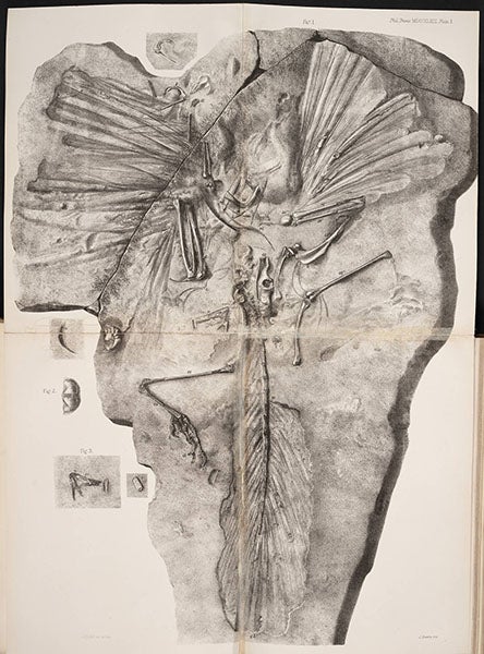 Lithograph of Archaeopteryx, Richard Owen, 1863 (Linda Hall Library)