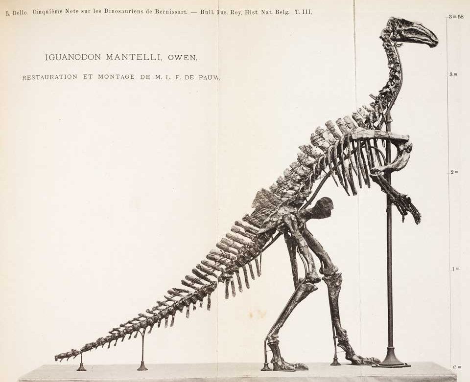 Restoration of I. mantelli. This work was on display in the original exhibition as item 17. Image source: Dollo, Louis. "Cinquieme note sur les dinosauriens de Bernissart," in: Bulletin de Muse Royal d'Histoire Naturelle de Belgique, vol. 3 (1884-1885), pl. 7.