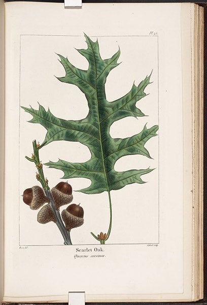 Scarlet Oak, Quercus coccinea, hand-colored engraving by Pancrace Bessa, The North American Sylva: or, A Description of the Forest Trees of the United States, Canada, and Nova Scotia, by François-André Michaux, vol. 1, plate 25, 1865 (The Linda Hall)