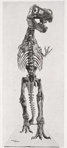 First T. rex mount. This work was on display in the original exhibition as item 34. Image source: "Skeletal adaptations of Ornitholestes, Struthiomimus, Tyrannosaurus," in: Bulletin of the American Museum of Natural History, vol. 35 (1916), pl. 25. 