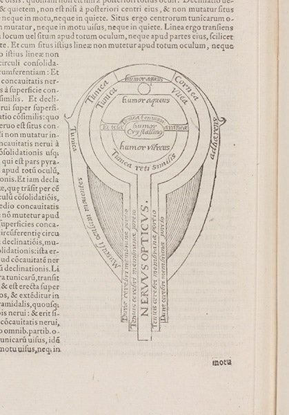 Diagram of the eye, detail of p.6 of text, Opticae Thesaurus, by Ibn al-Haytham, 1572 (The Linda Hall)
