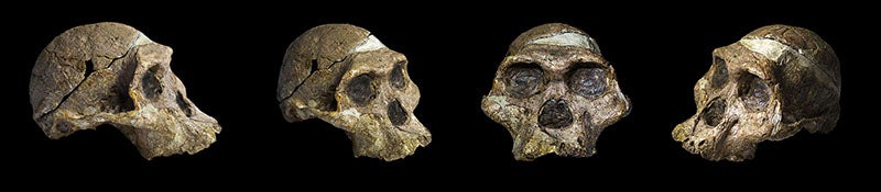 Four views of the skull of “Mrs. Ples,” STS 5, an adult Australopithecus found by Robert Broom in 1947 at Sterkfontein cave, Ditsong National Museum of Natural History, Pretoria, South Africa (Wikimedia commons)