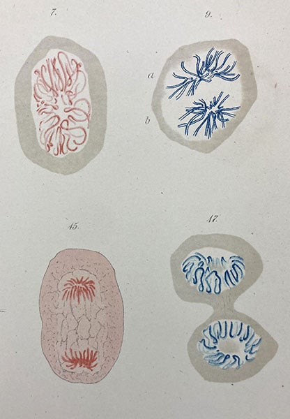 Another detail of plate 18, showing four more stages of mitosis in a salamander cell, “Beiträge zur Kentness der Zelle und ihrer Lebenserscheinungen,” by Walther Flemming, Archiv für Mikroskopische Anatomie, vol 16, 1879 (The Linda Hall)
