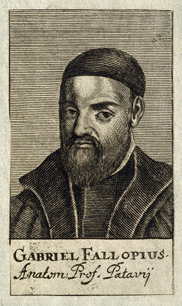Portrait of Gabriele Falloppio, engraving, 1688, Wellcome Collecion (Wikimedia commons)