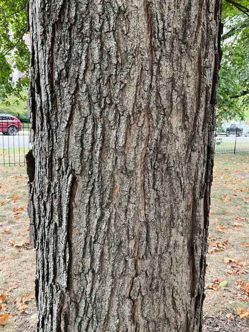 Sugar Maple bark