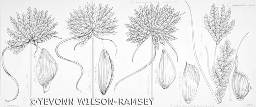 Several species from the genus Cyperus, members of the Sedge Family. Image source: Flora of North America: North of Mexico. Vol. 23, Oxford University Press, 2002, p. 176, pl. 45a.