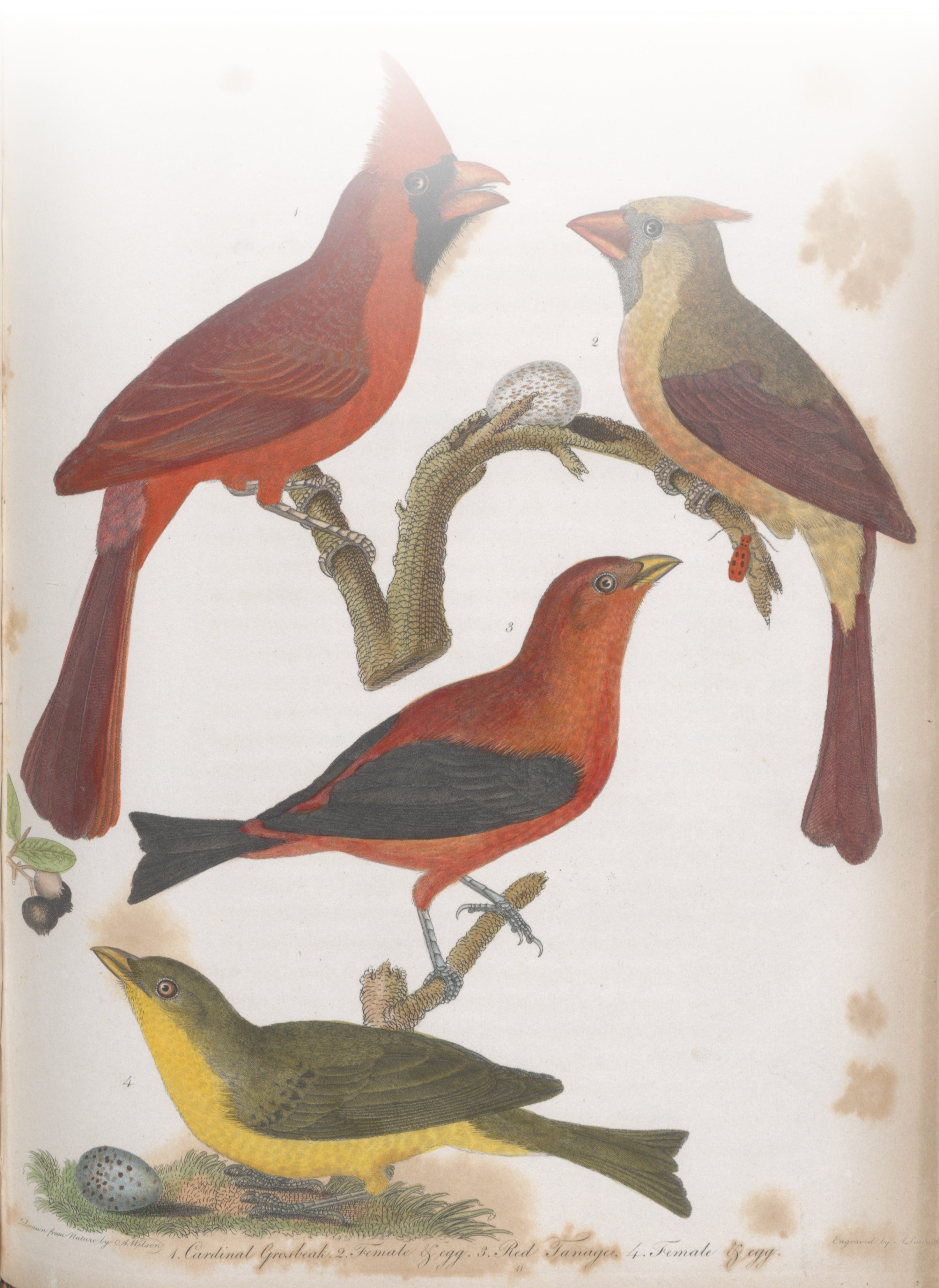 Wilson's paintings, like these Cardinals and Tanagers, laid the groundwork for many ornithologists and illustrators that followed. Alexander Wilson, American Ornithology, vol. 1, Philadelphia, 1808. 