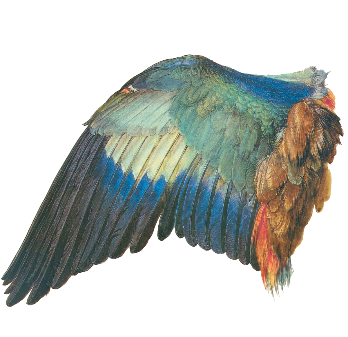 Wing of a European Roller (Corracias garrulus), by Albrecht Dürer, 1500-1512 Albertina, Vienna. 