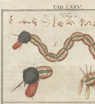 Harlequin worm, detail of hand-colored engraving, Mikroskopische Gemüths- und Augen-Ergötzung, by Martin Frobenius Ledermüller, plate 75, 1761 (The Linda Hall)