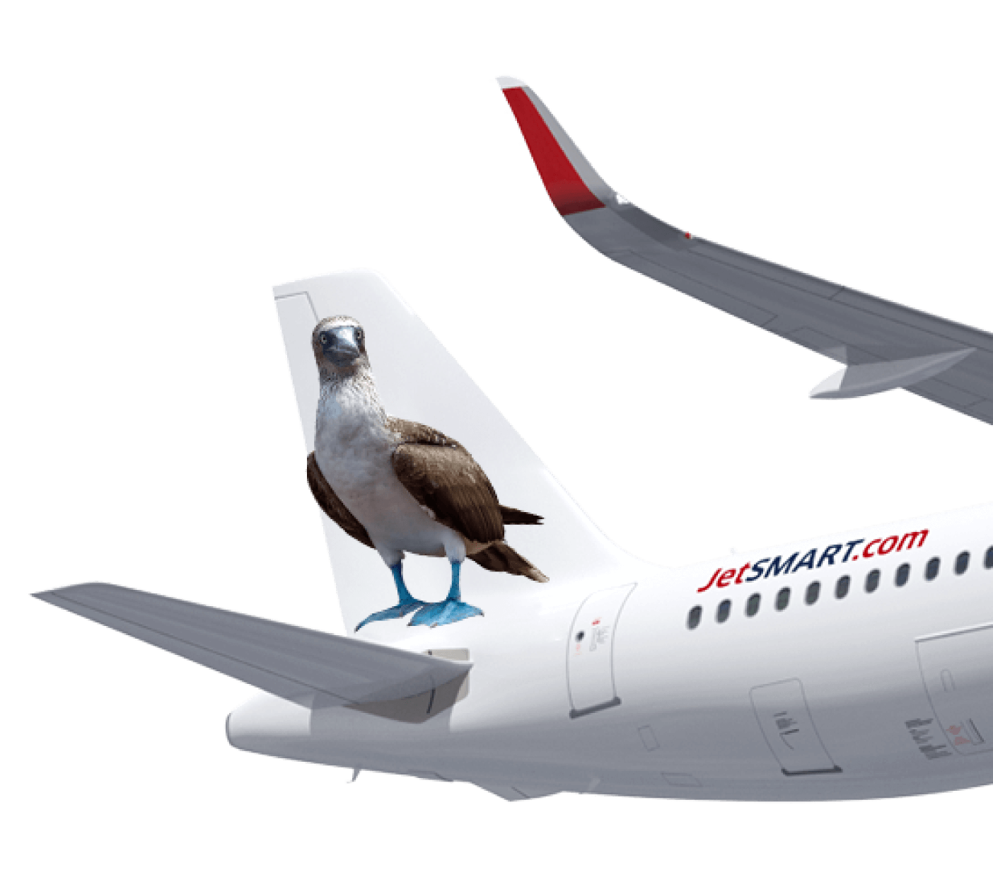 PATOLA DE PÉS AZUIS