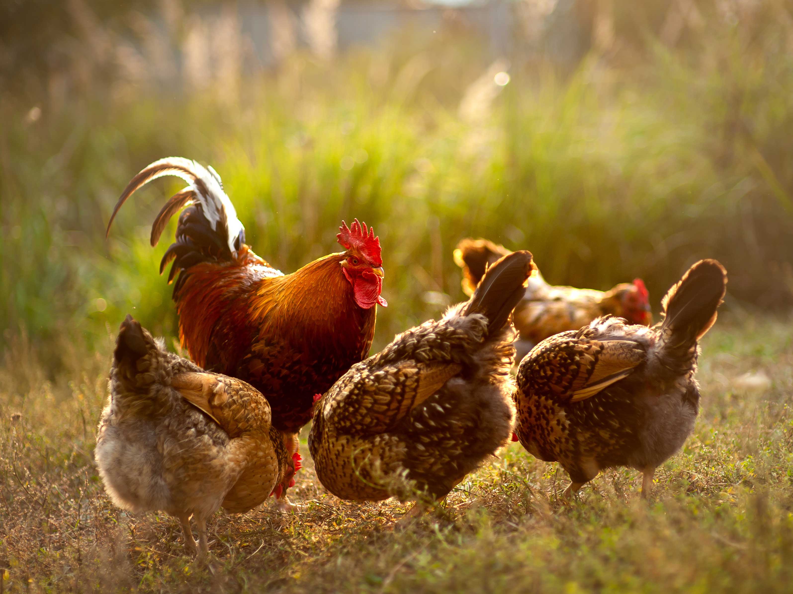 ACCC identifies unfair contract terms in chicken industry