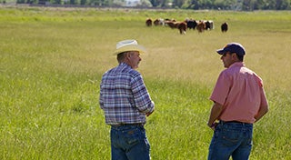 two men stood talking in a field with cows in the distance