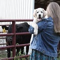 girl holding a dog with cattle in the background