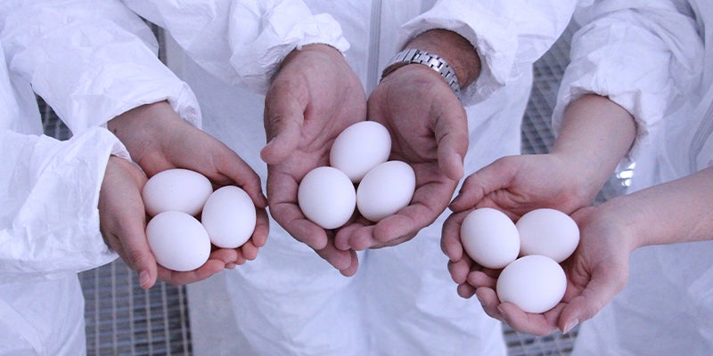 close up of people holding three eggs each in their hands
