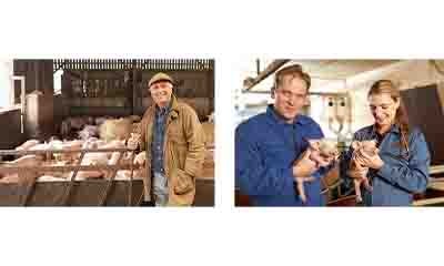 Man standing next to pen of pigs. Man and woman holding baby pigs.