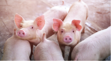 two piglets looking up